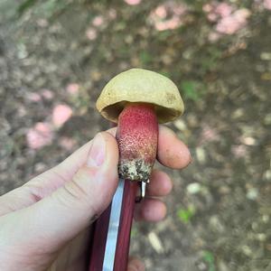 Unknown Species