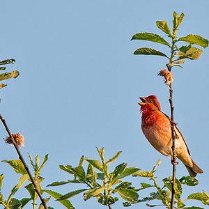 Common Rosefinch