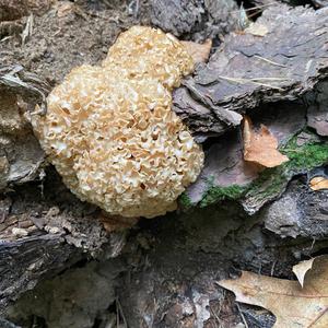 Eastern Cauliflower Mushroom