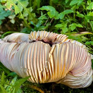 Unknown Species