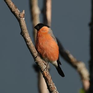 Eurasian Bullfinch