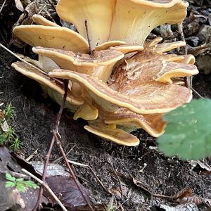 Black-staining Polypore