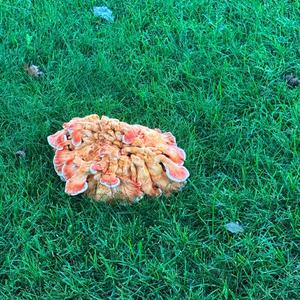 Unknown Species