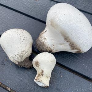 Unknown Species