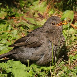 Amsel