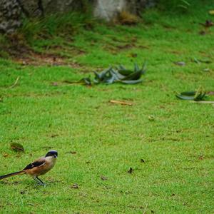 Bay-backed Shrike