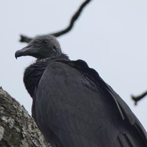 Unknown Species