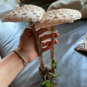 Parasol