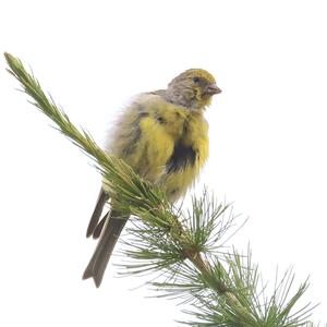 Alpine Citril Finch