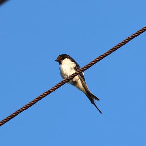 Barn Swallow