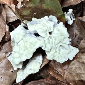 Unknown Species