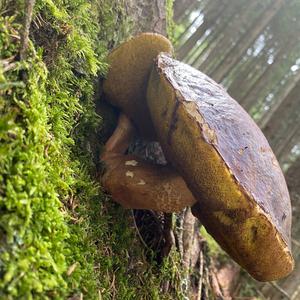 Steinpilz