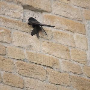 Common Swift