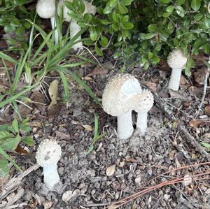 Unknown Species