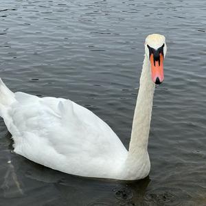 Höckerschwan