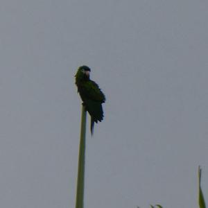 Unknown Species