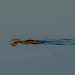 Stockente