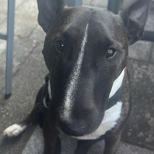 Miniatur Bullterrier