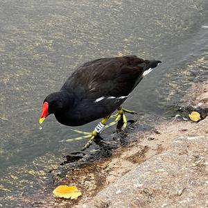 Teichhuhn