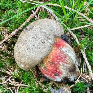 Satan`s Bolete