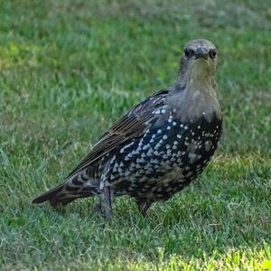 Common Starling