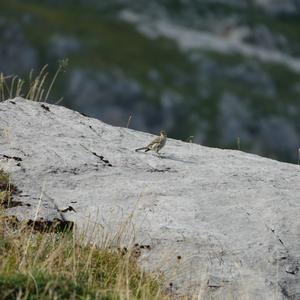 Bergpieper
