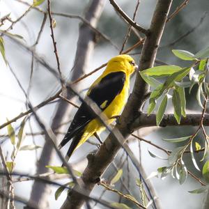 Eurasian Golden Oriole