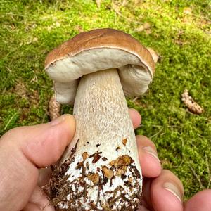 Summer Bolete