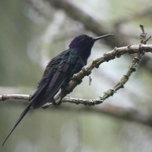 Unknown Species