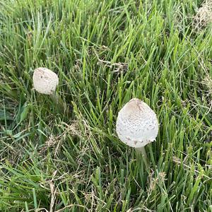 Unknown Species