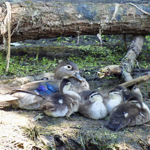 Wood Duck