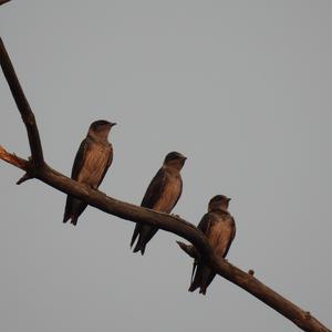 Purple Martin