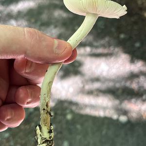 Grauer Scheidenstreifling