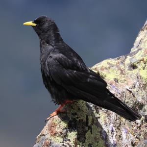 Alpendohle