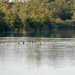 Kanadagans