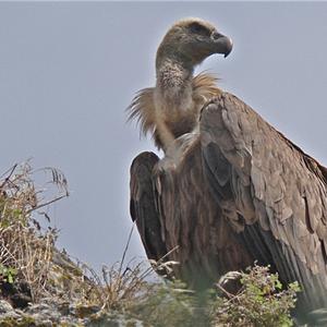 Griffon Vulture