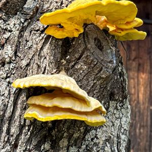 Unknown Species