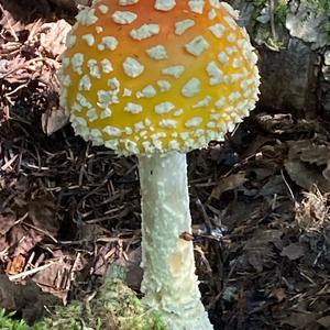 Fliegenpilz