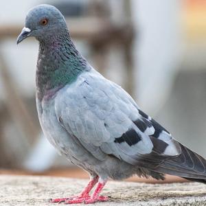 Rock Pigeon