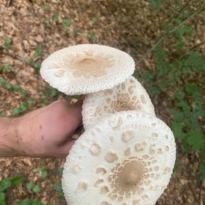 Parasol Mushroom