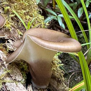 Oyster Mushroom