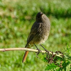 Black Redstart