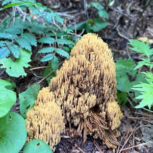 Straight-branched Coral