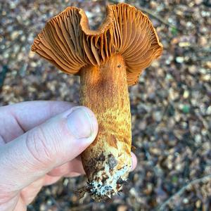 Spitzbuckeliger Orangeschleierling