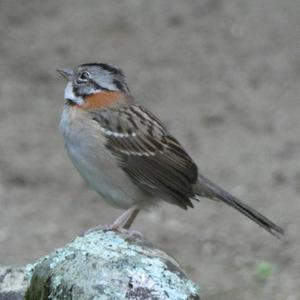 Unknown Species
