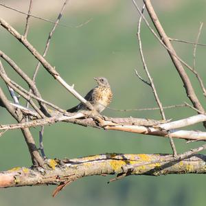 Fieldfare
