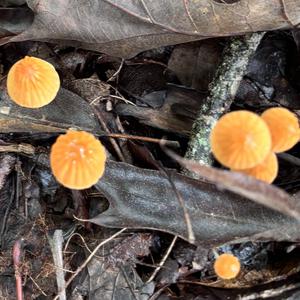 Unknown Species