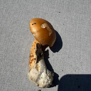 Unbekannte Art