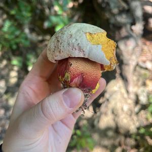 Satan`s Bolete