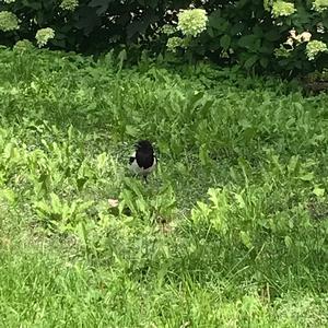 Black-billed Magpie